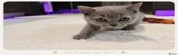 British Shorthair cats for sale: Pure Breed British Shorthair Kittens - Advert 3