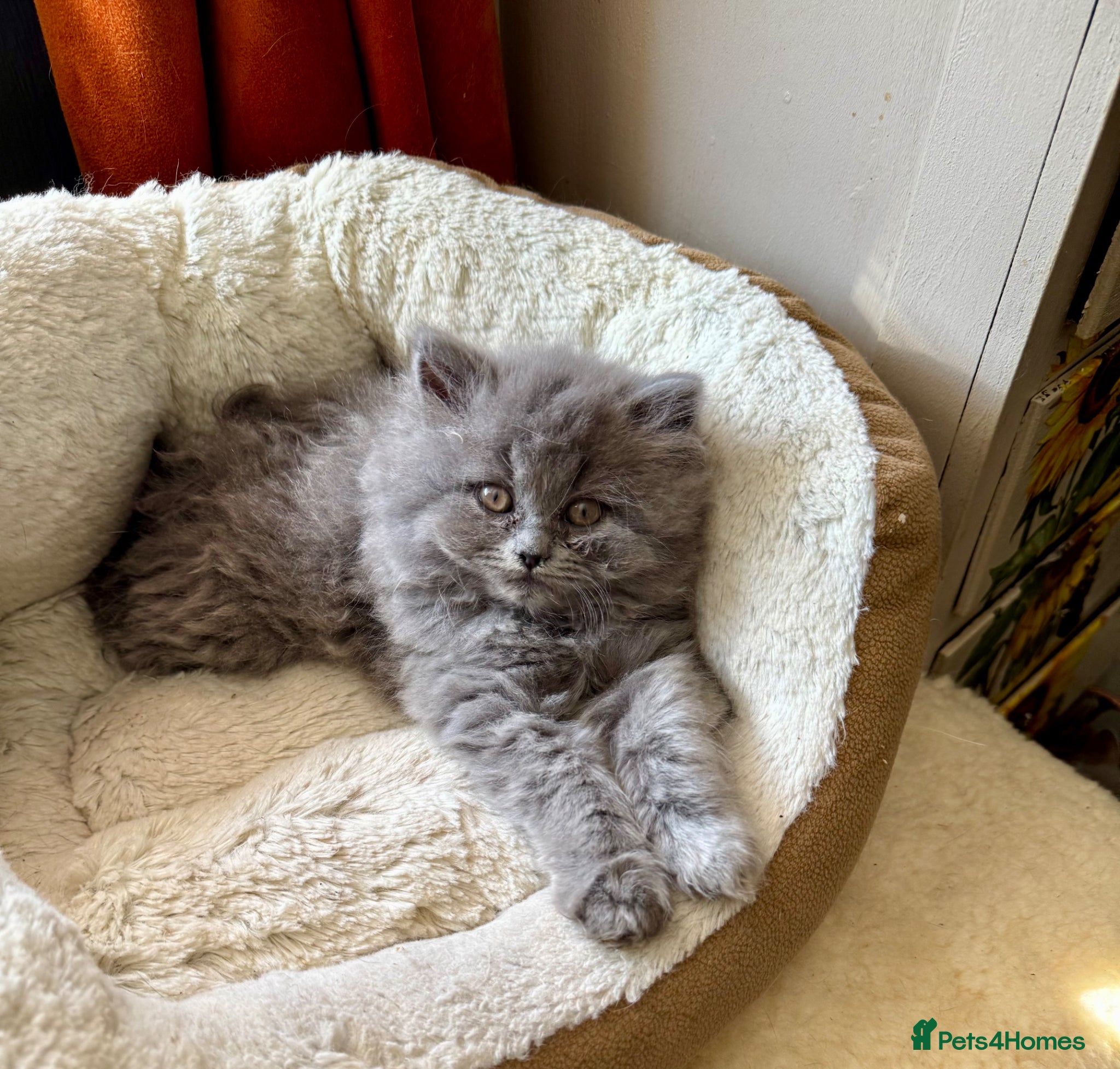 British Shorthair cats Beautiful British shorthair/longhair blue ready  - Advert 2