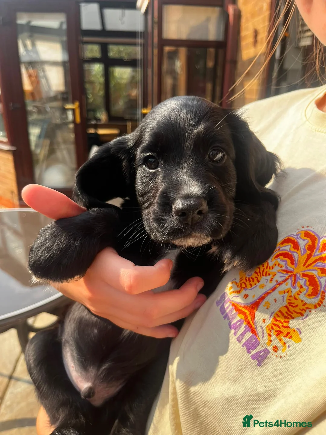 Cocker Spaniel dogs for sale: Cocker Spaniel Puppies  in Evesham - Advert 14