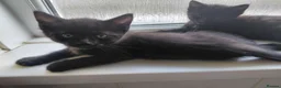 Mixed Breed cats for sale: 10 week old kitten  in Weston-super-Mare - Advert 2