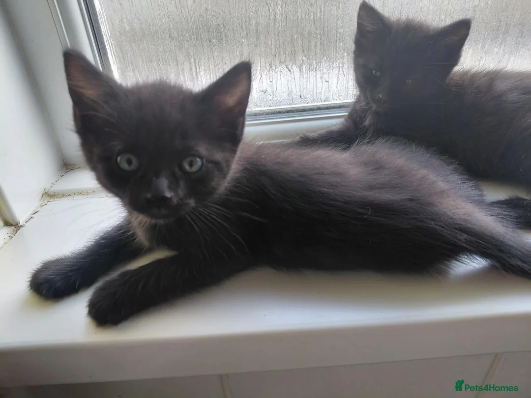 Mixed Breed cats for sale: 10 week old kitten  in Weston-super-Mare - Advert 2