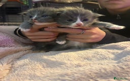 Maine Coon cats for sale: Maine coon x ragdoll  - Image 5