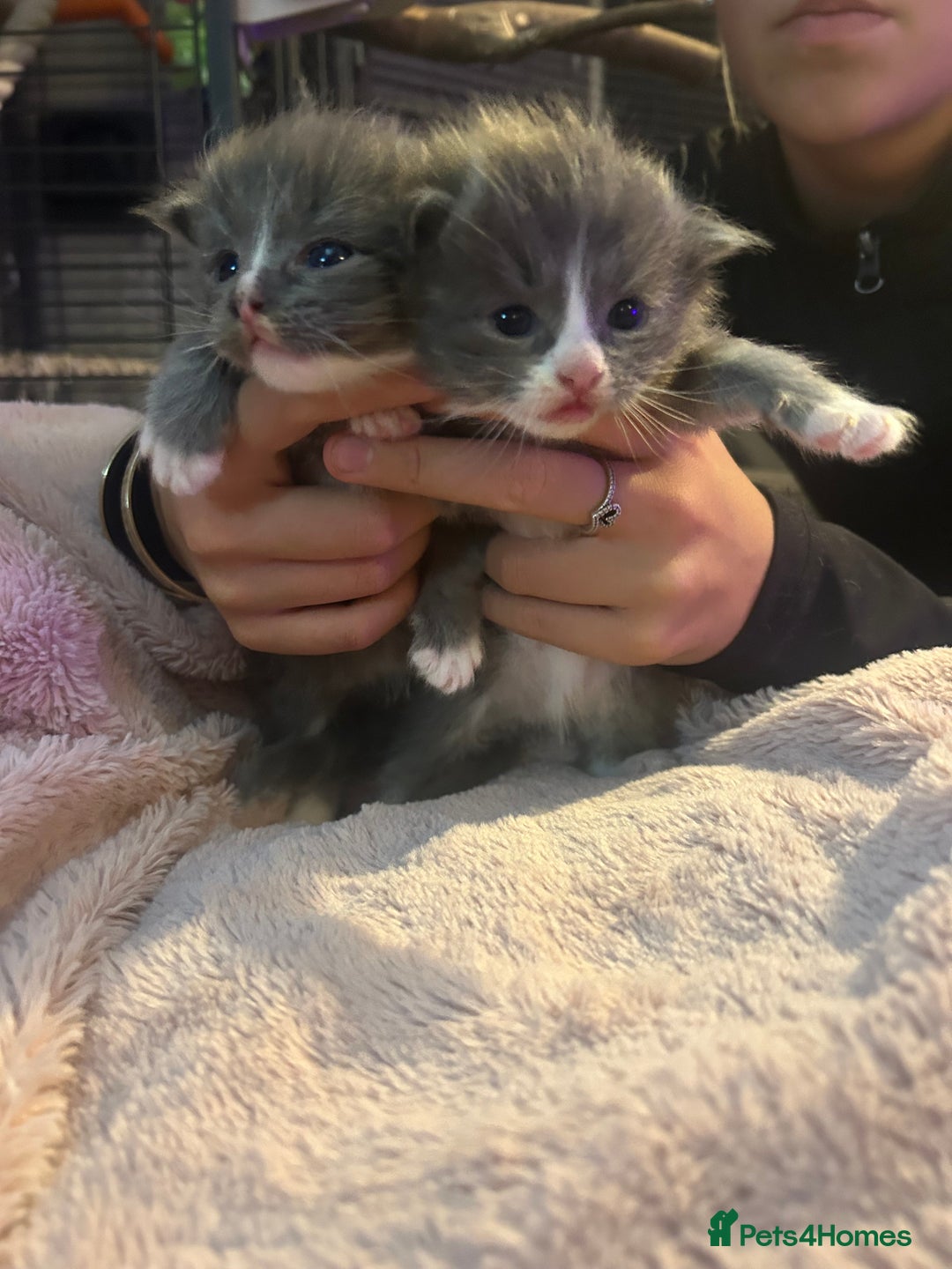 Maine Coon cats for sale: Maine coon x ragdoll  - Image 5