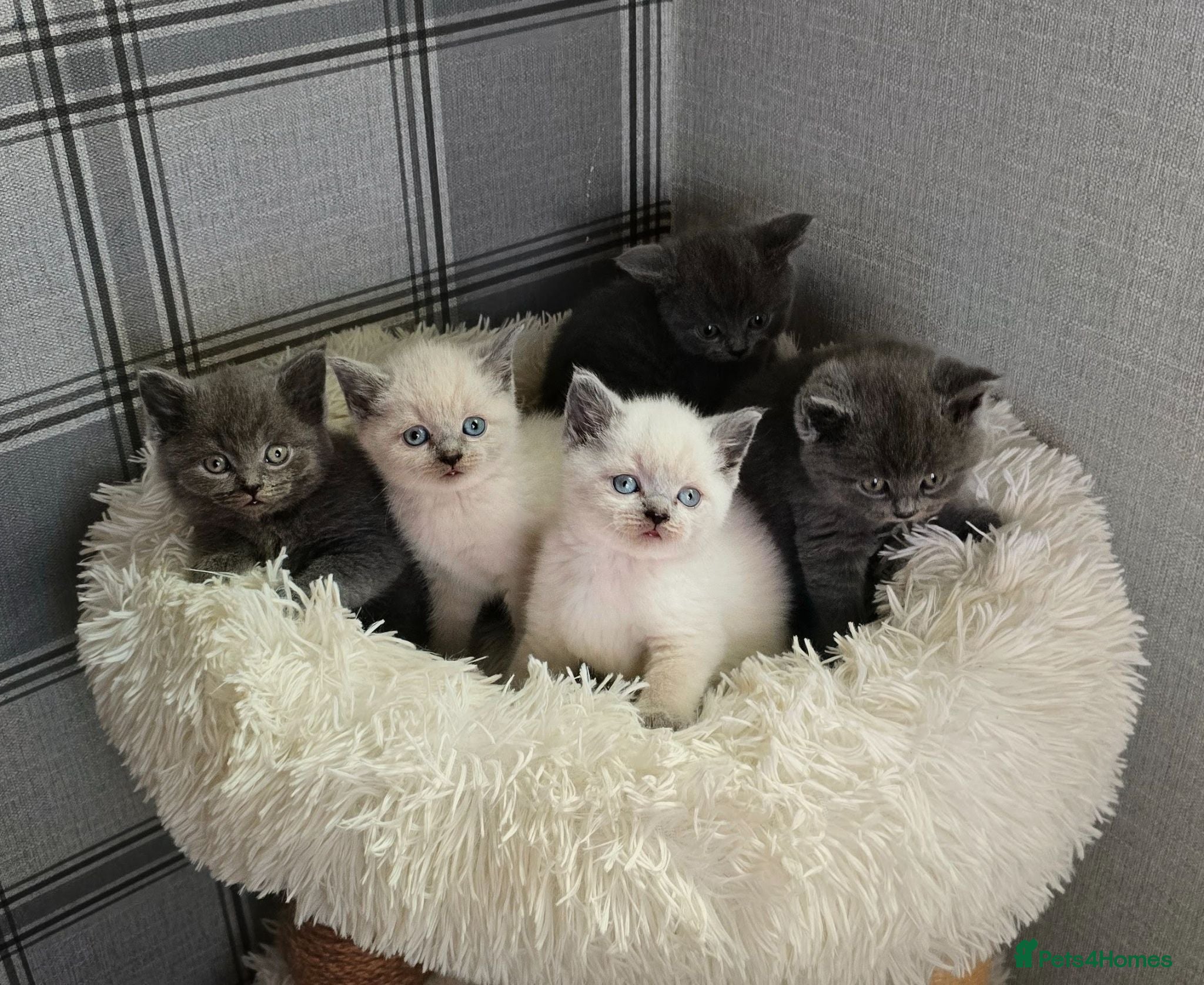 British Shorthair cats Beautiful British Shorthair Kittens 🐾 - Advert 1