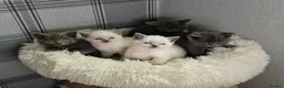 British Shorthair cats for sale: Beautiful British Shorthair Kittens 🐾 - Advert 1