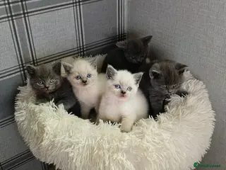 British Shorthair cats Beautiful British Shorthair Kittens 🐾 - Advert 5