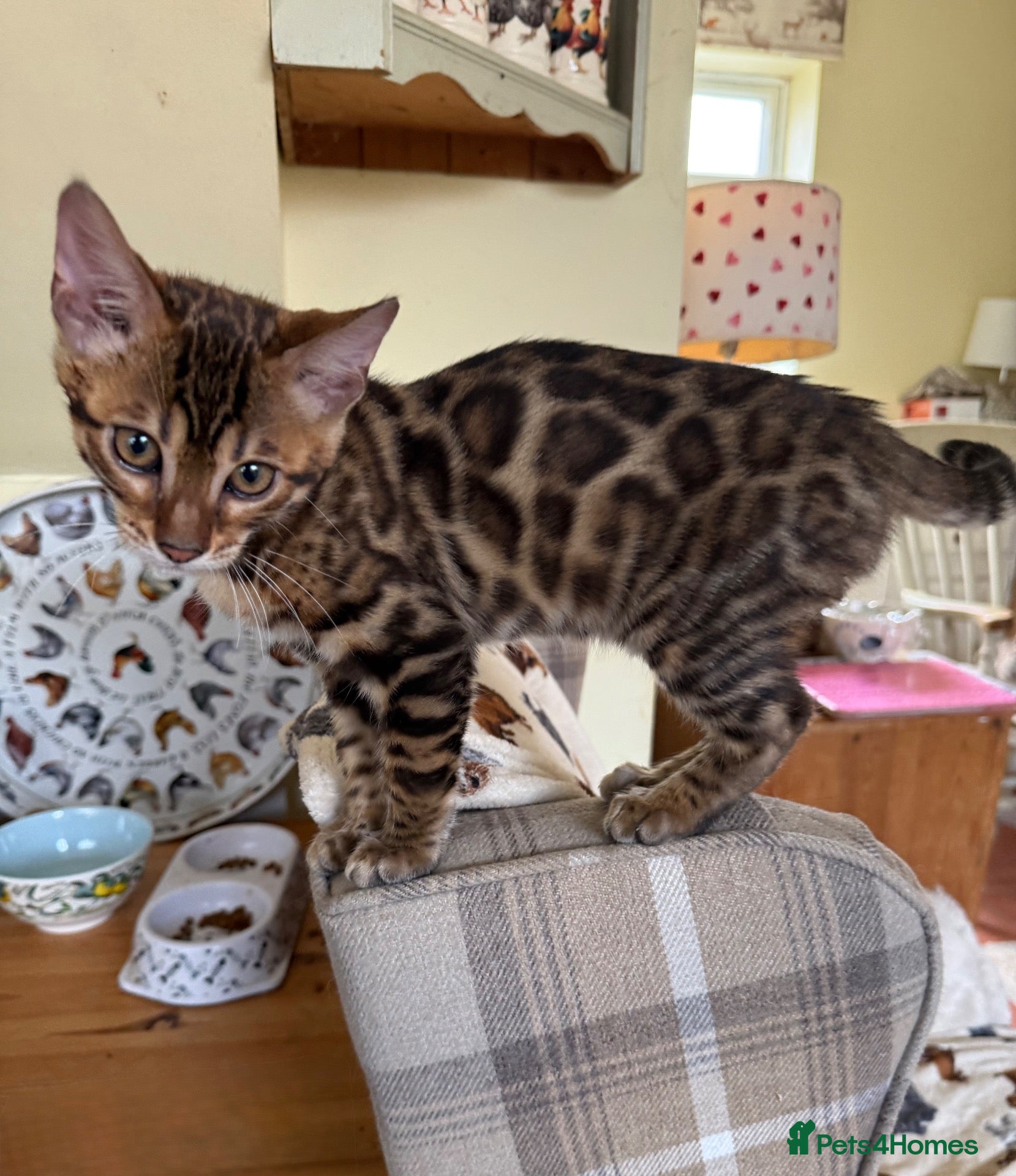 Bengal cats 💙 Pedigree health tested 🐾 Bengal Kitten  - Advert 3