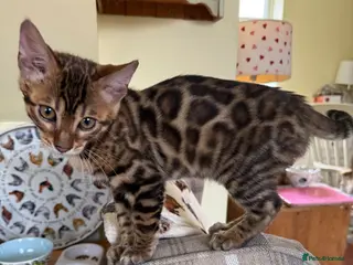 Bengal cats 💙 Pedigree health tested 🐾 Bengal Kitten - Advert 3