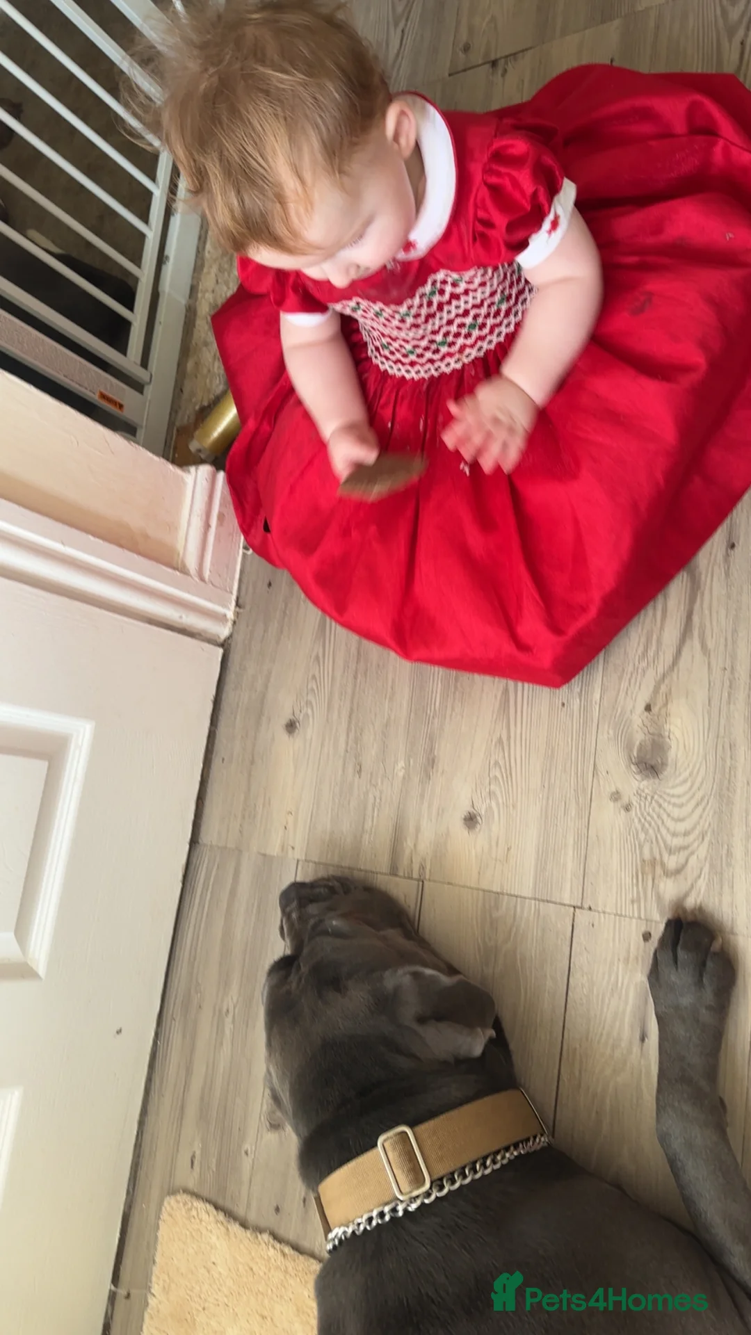 Cane Corso dogs for sale: Cane Corso female  - Advert 3