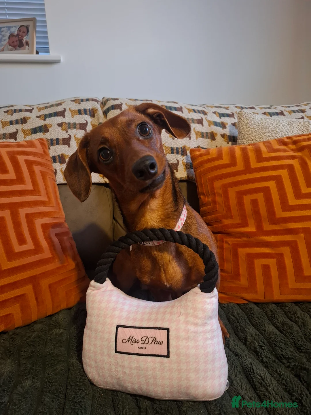 Dachshund dogs for sale: 9 month dachshund girl - Advert 4