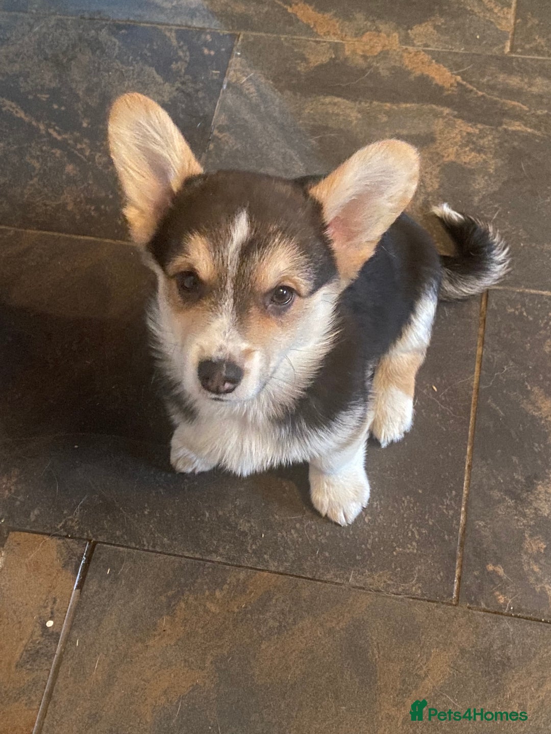 Welsh Corgi Pembroke dogs for sale: 7 Beauitful Corgi Puppies - Advert 10