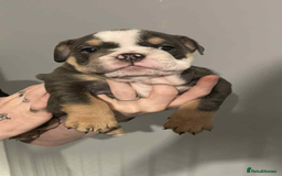 English Bulldog dogs for sale: DWKC STUNNING ENGLISH BULLDOGS. - Image 1