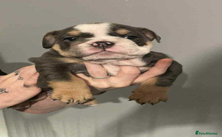 English Bulldog dogs - Advert 2