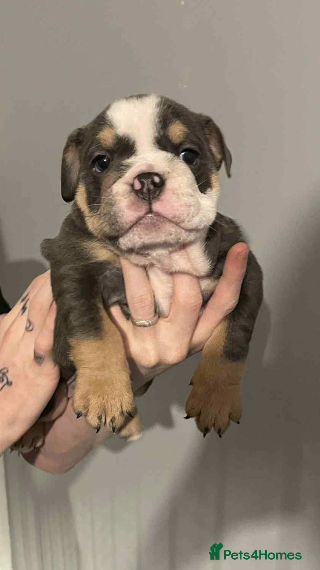 English Bulldog dogs for sale: DWKC STUNNING ENGLISH BULLDOGS. - Image 1