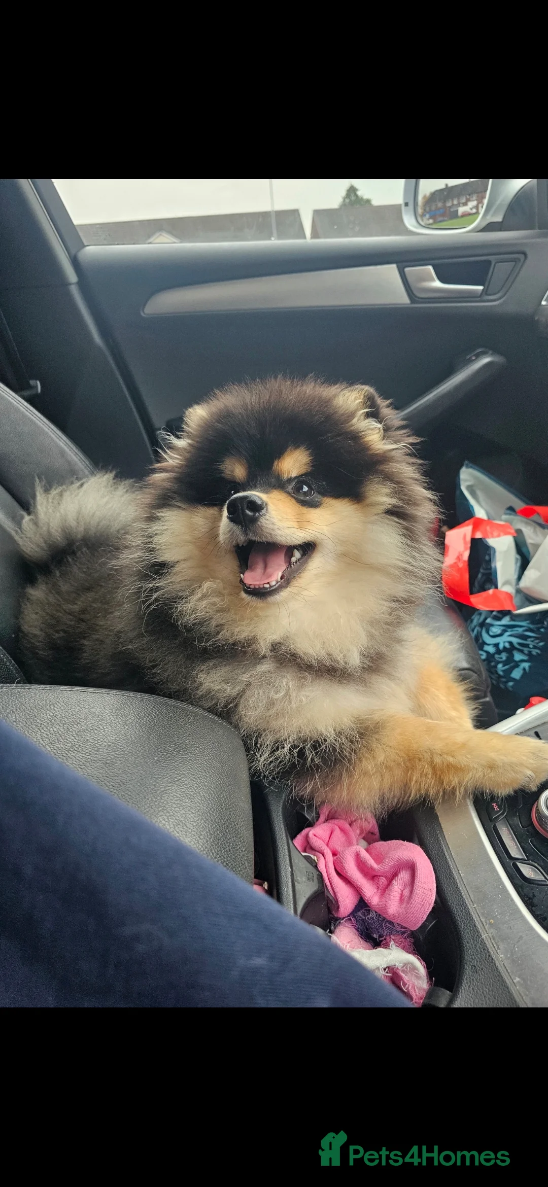 Pomsky dogs for sale: Batman F3 Pomsky boy  - Advert 6