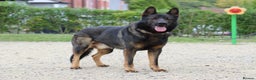 German Shepherd dogs for stud: **CZECH IMPORT STUD LIMITED TIME ** in Birmingham - Advert 5