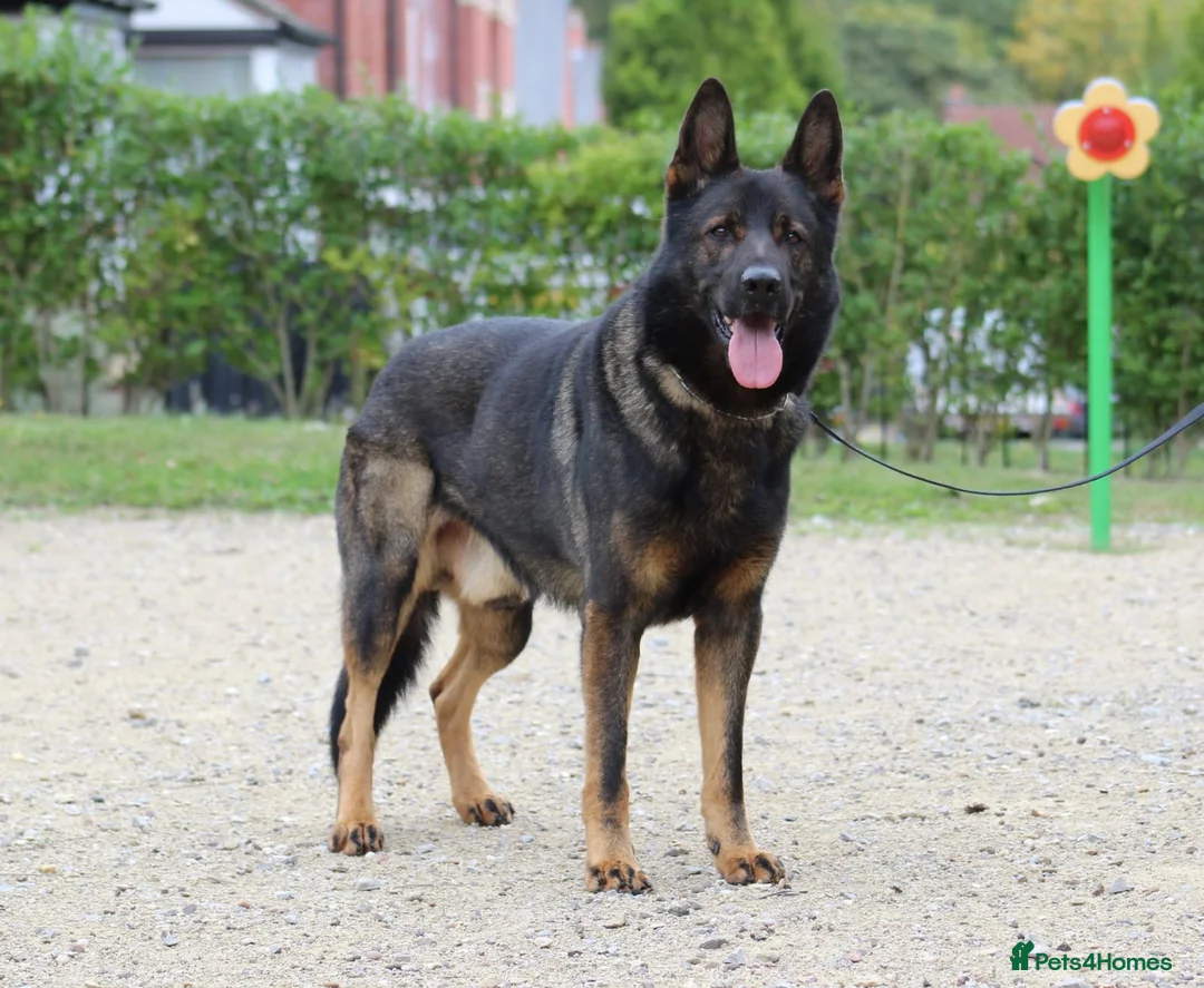 German Shepherd dogs for stud: **CZECH IMPORT STUD LIMITED TIME ** in Birmingham - Advert 5