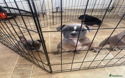 Mixed Breed dogs for sale: French bulldog x British bulldog  - Image 28