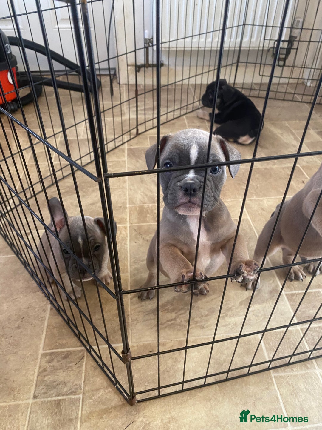 Mixed Breed dogs for sale: French bulldog x British bulldog  - Image 28