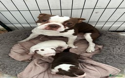 Boston Terrier dogs for sale: 🎃👻 TWO BOO-TIFUL BOO-STON BABIES 👻🎃 - Image 2
