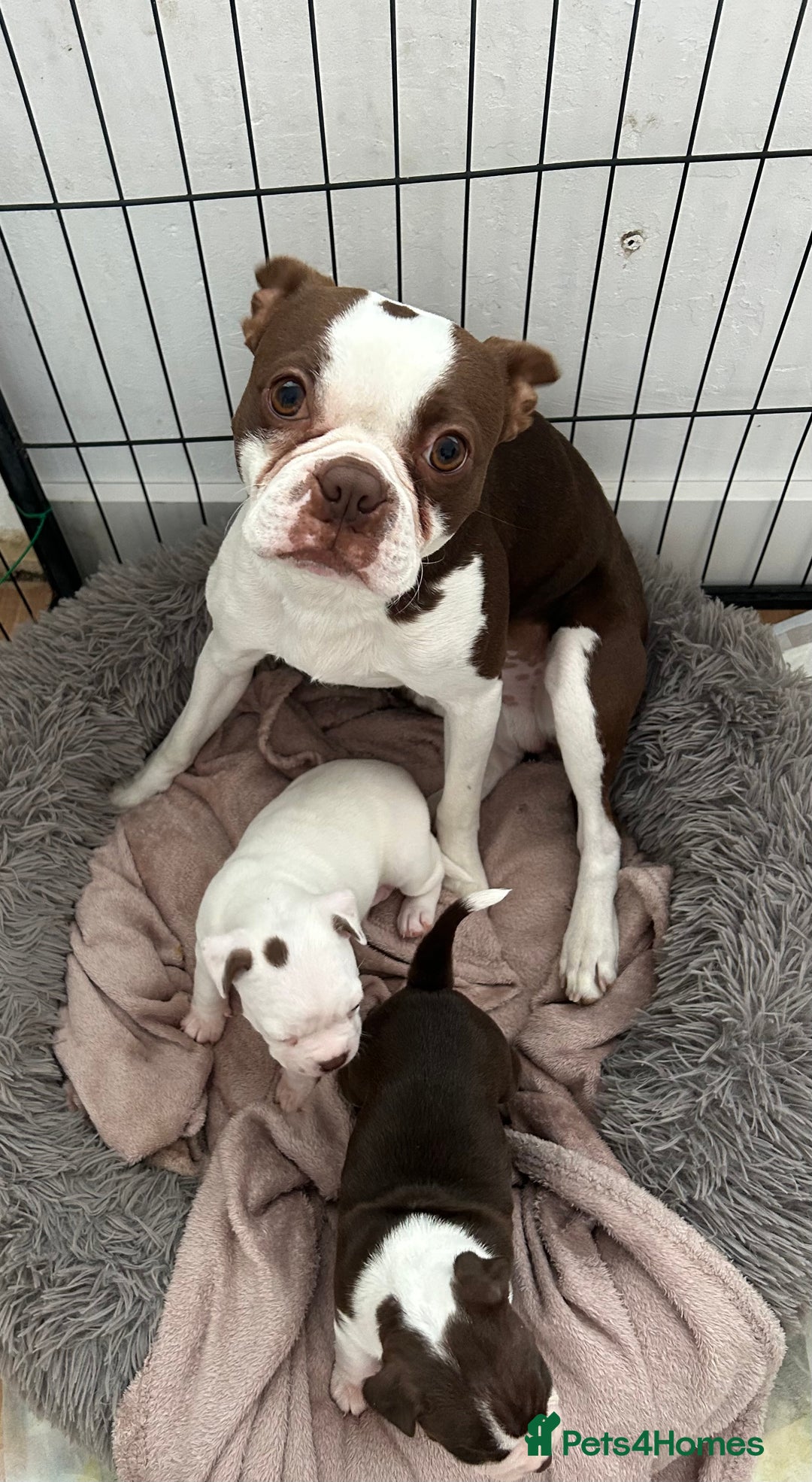 Boston Terrier dogs for sale: 🎃👻 TWO BOO-TIFUL BOO-STON BABIES 👻🎃 - Image 2