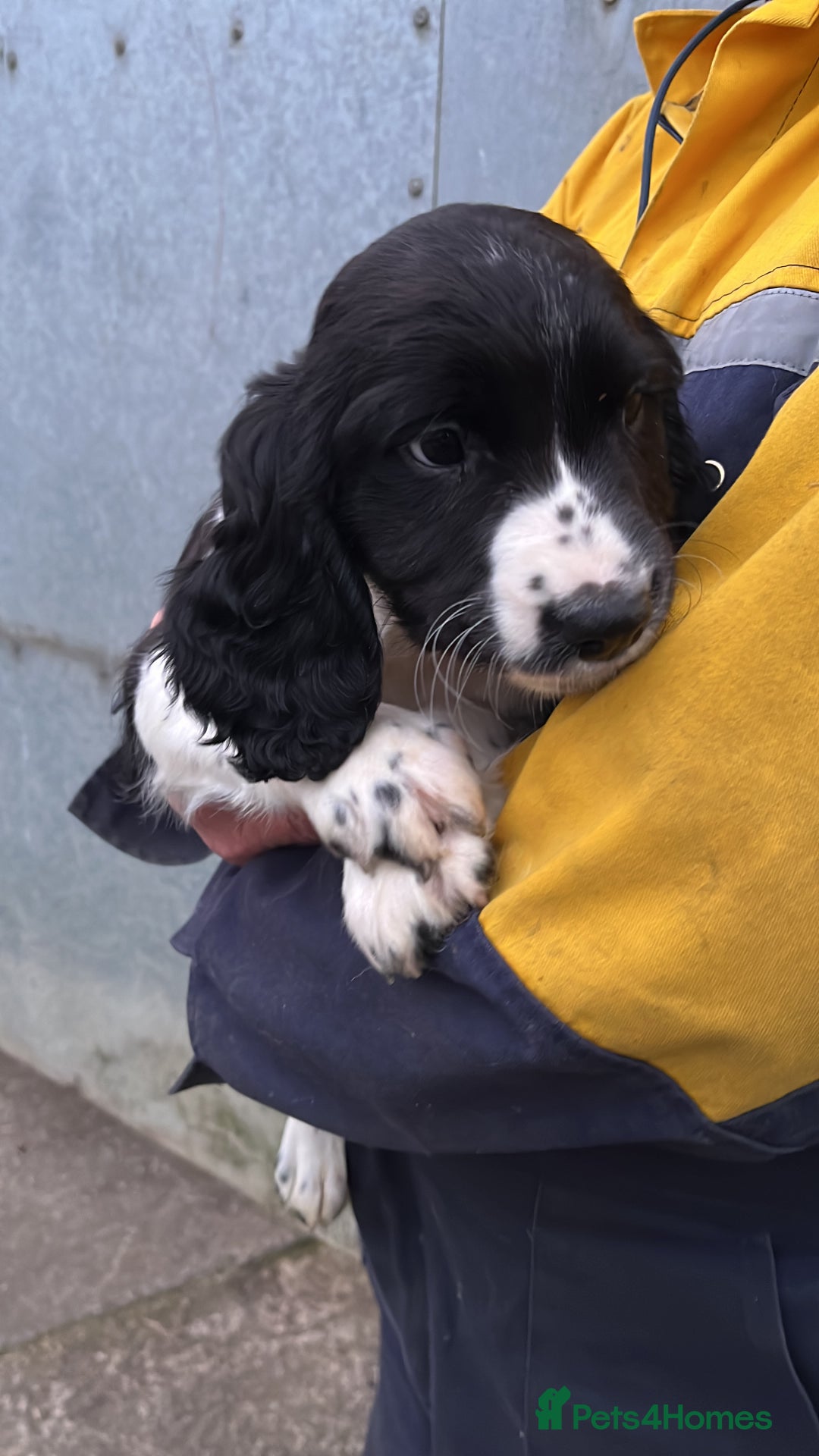 English Springer Spaniel dogs for sale: English springer spaniel pups - Image 3