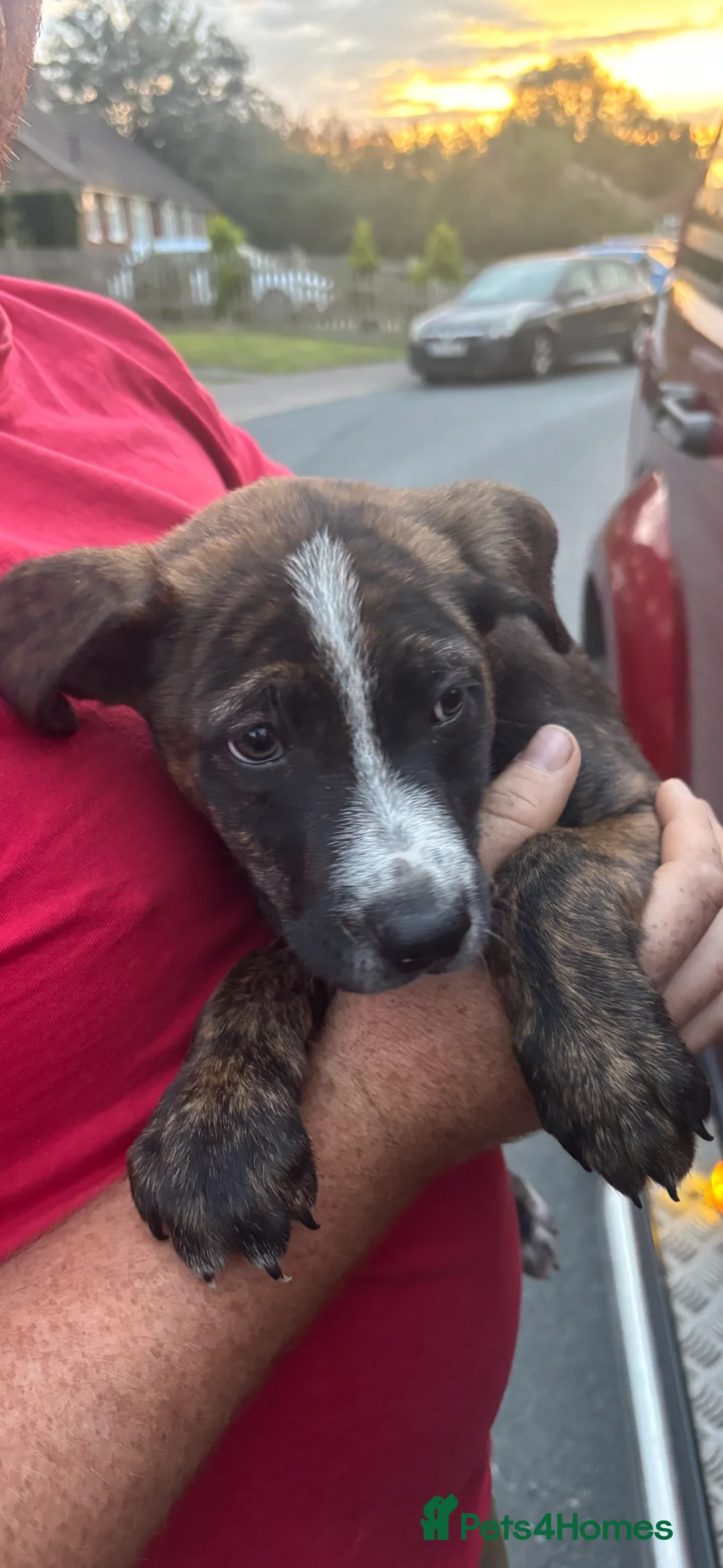 Mixed Breed dogs for sale: Lurcher x bull  - Advert 5