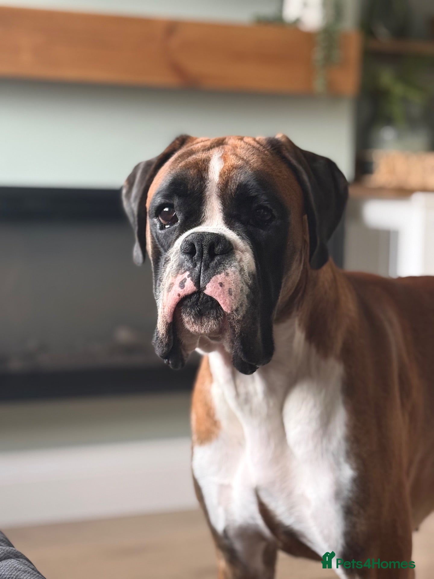 Boxer dogs Red & White Flashy Male For Stud - Advert 1