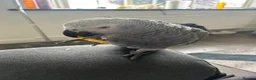 Parrots birds for sale: African grey Parrot - Advert 1