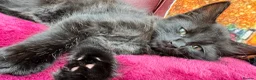 Mixed Breed cats for sale: Stunning kittens 🐈‍⬛  - Advert 21