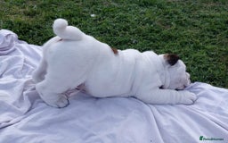 English Bulldog dogs for sale: ❤️🐶 English Bulldog puppies 🐶🖤 - Image 2