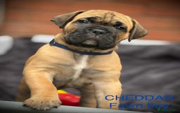 Cane Corso dogs for sale: 🐾✨PatoSquad Kennel FCI Grand Champion Puppies✨🐾 - Advert 13