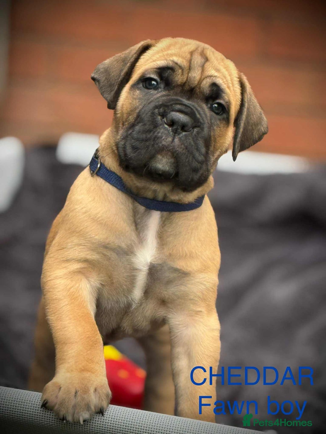 Cane Corso dogs for sale: 🐾✨PatoSquad Kennel FCI Grand Champion Puppies✨🐾 - Advert 13