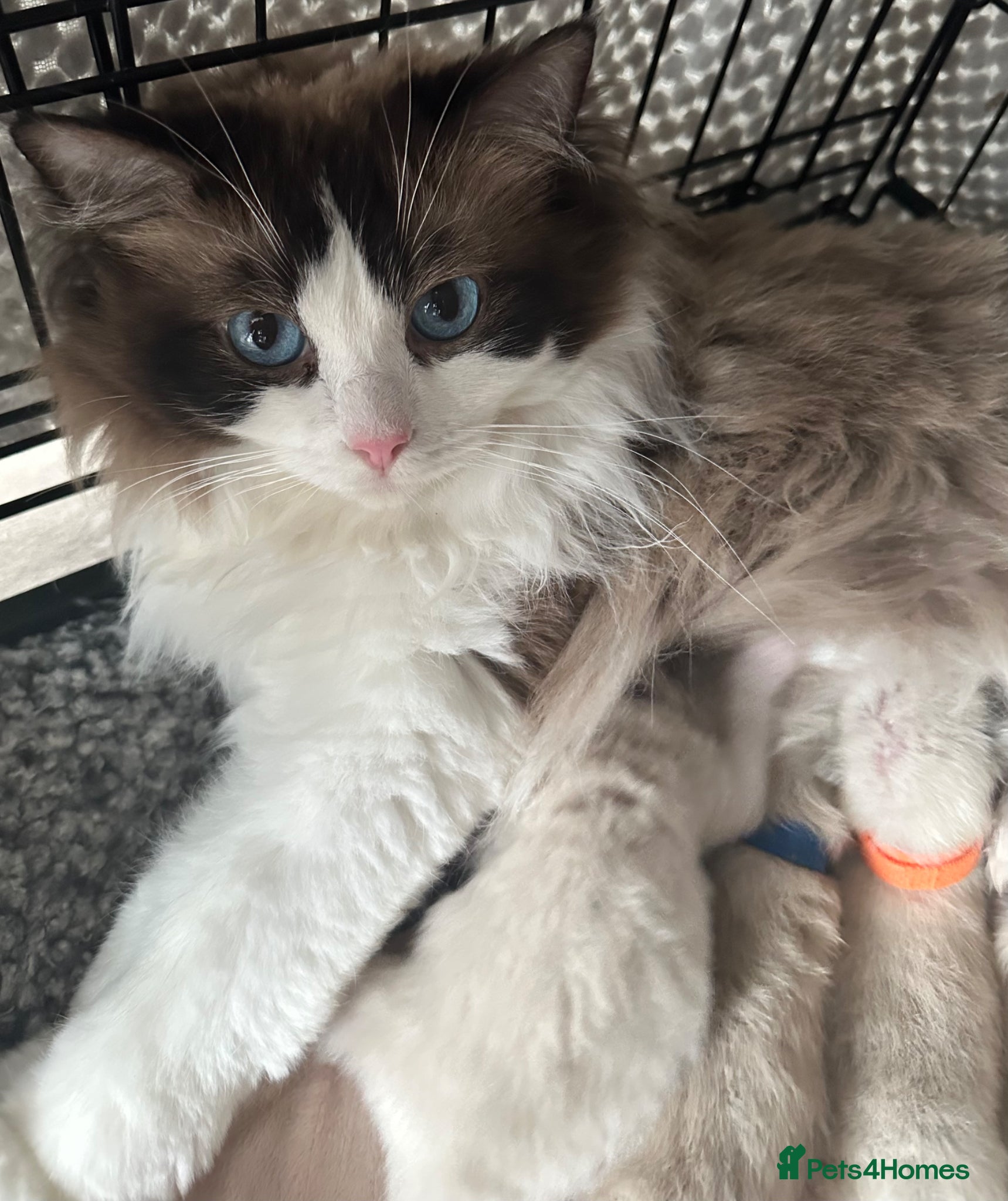 Ragdoll cats 🎀GCCFS bi/point champion sired ragdolls 🎀 - Advert 1