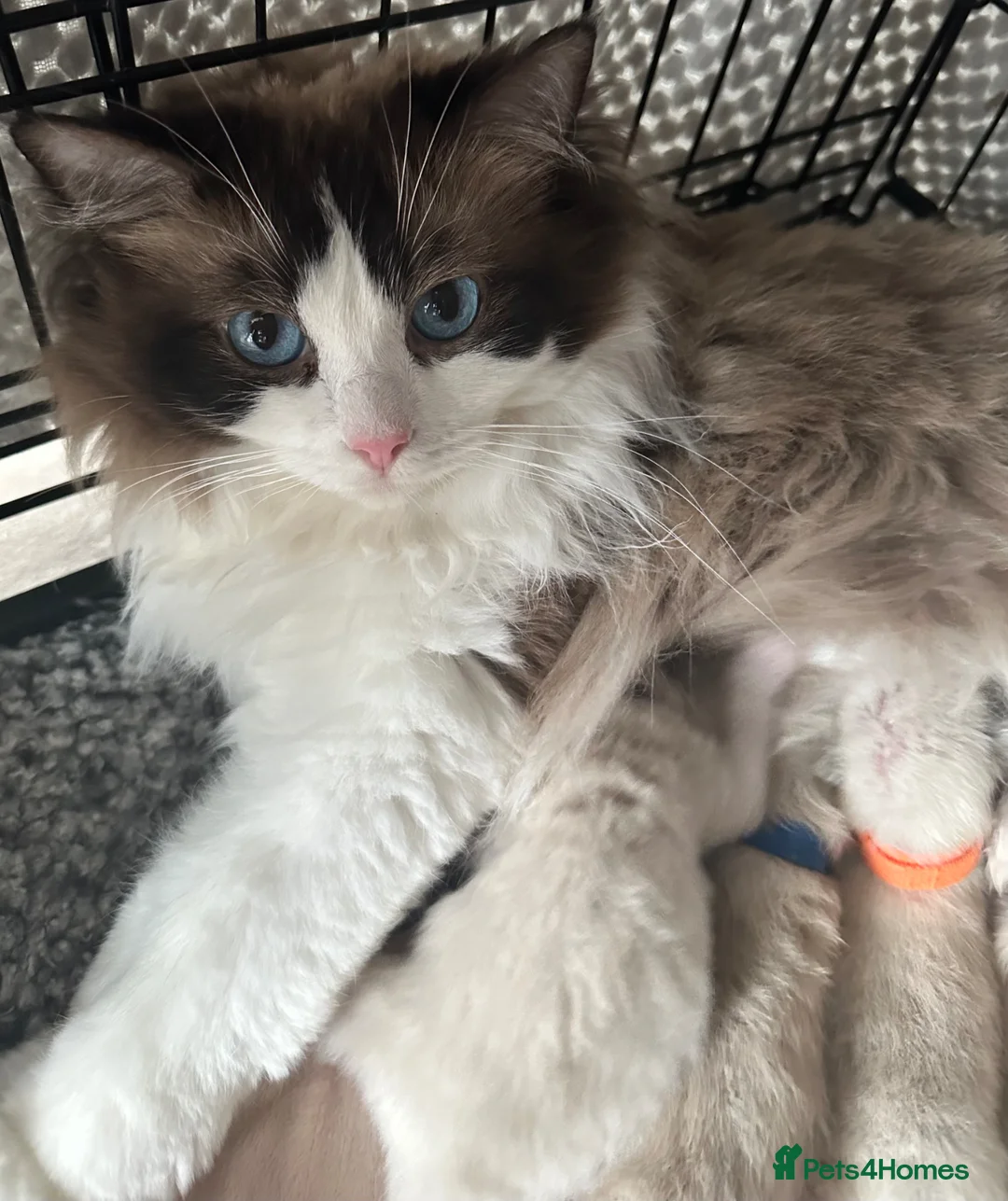 Ragdoll cats for sale: 🎀GCCF bi/point champion sired ragdolls 🎀 - Advert 1