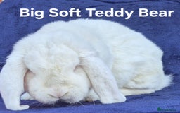 French Lop rabbits for sale: Friendly french lops - Image 10