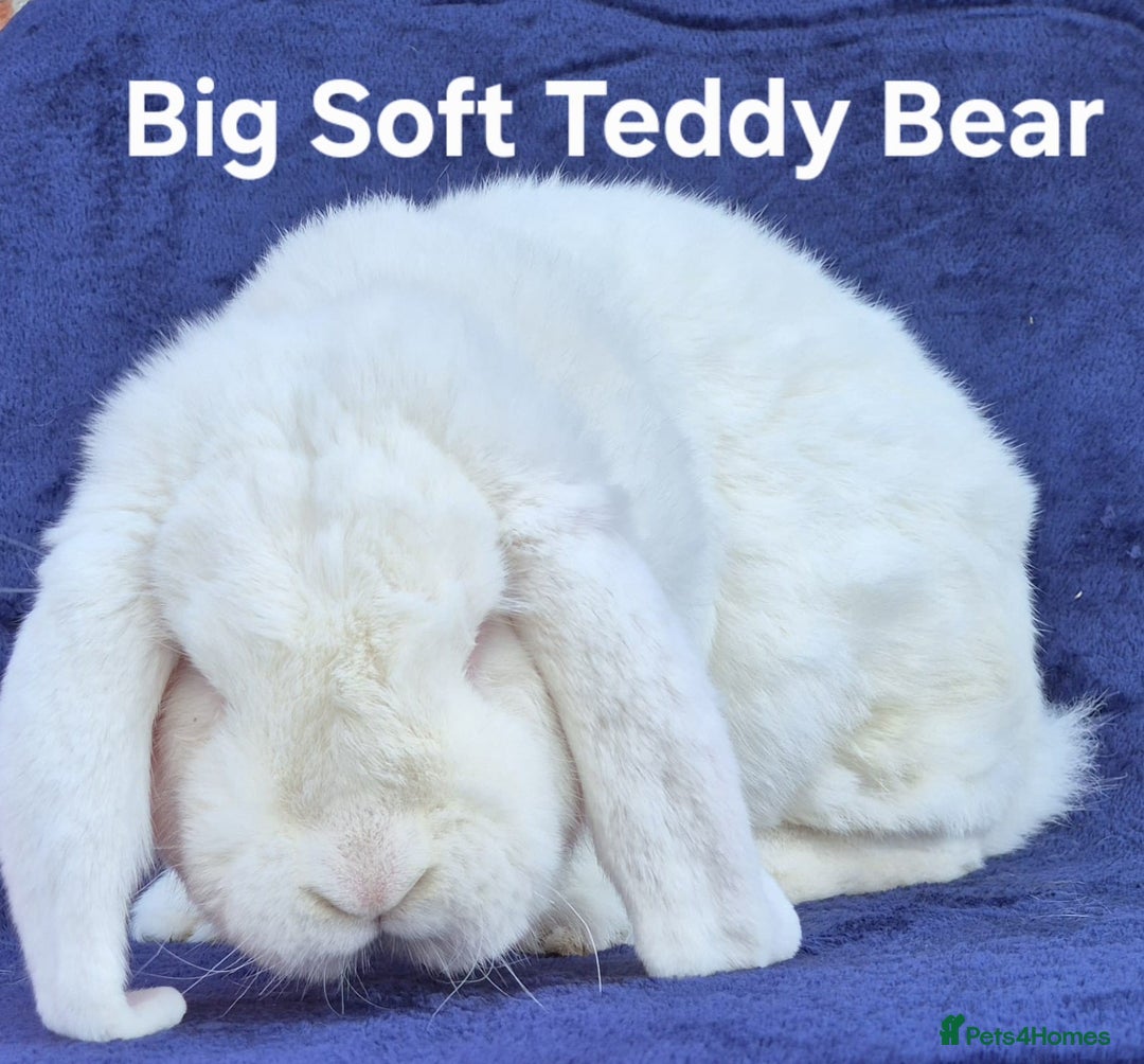 French Lop rabbits for sale: Friendly french lops - Image 10