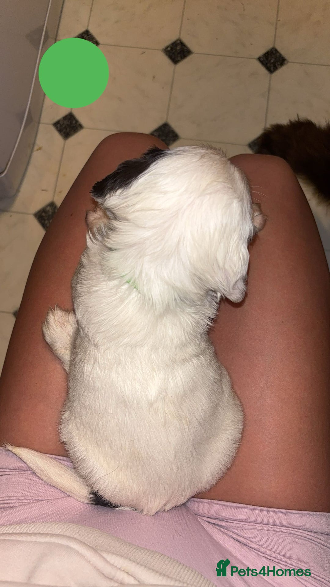 Sprocker dogs for sale: Sprocker Puppies - For Sale - Advert 6