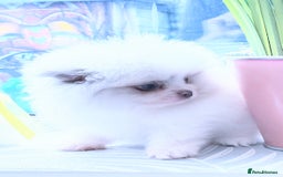 Pomeranian dogs for sale: Outstanding toy size poms - Image 5