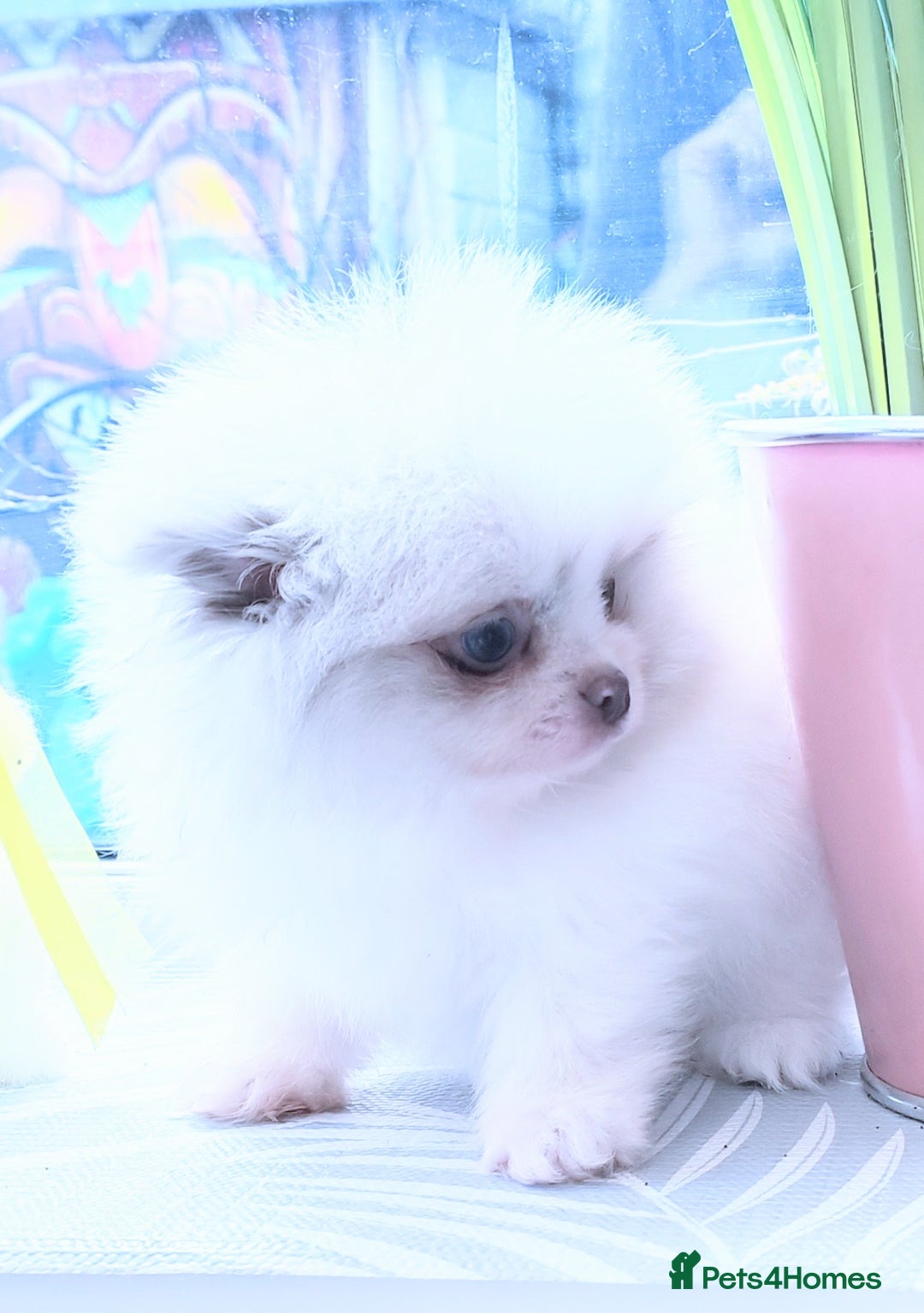 Pomeranian dogs for sale: Outstanding toy size poms - Image 5