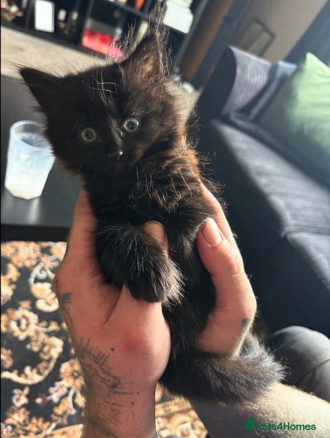 Siberian cats for sale: Fluffy black/brown Siberian mix - Image 3