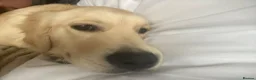 Golden Retriever dogs for sale: Male golden retriever  - Advert 1
