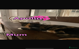 Mixed Breed cats for sale: Kittens ready to be rehomed immediately - Image 5