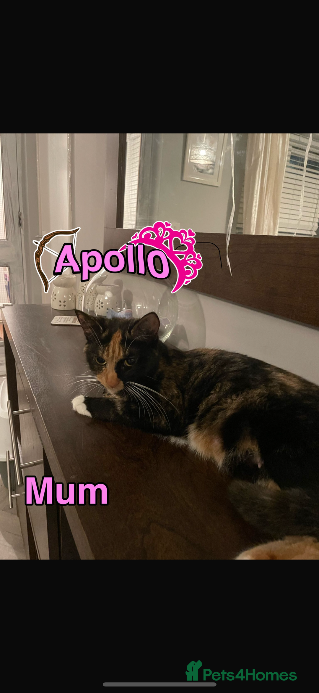 Mixed Breed cats for sale: Kittens ready to be rehomed immediately - Image 5