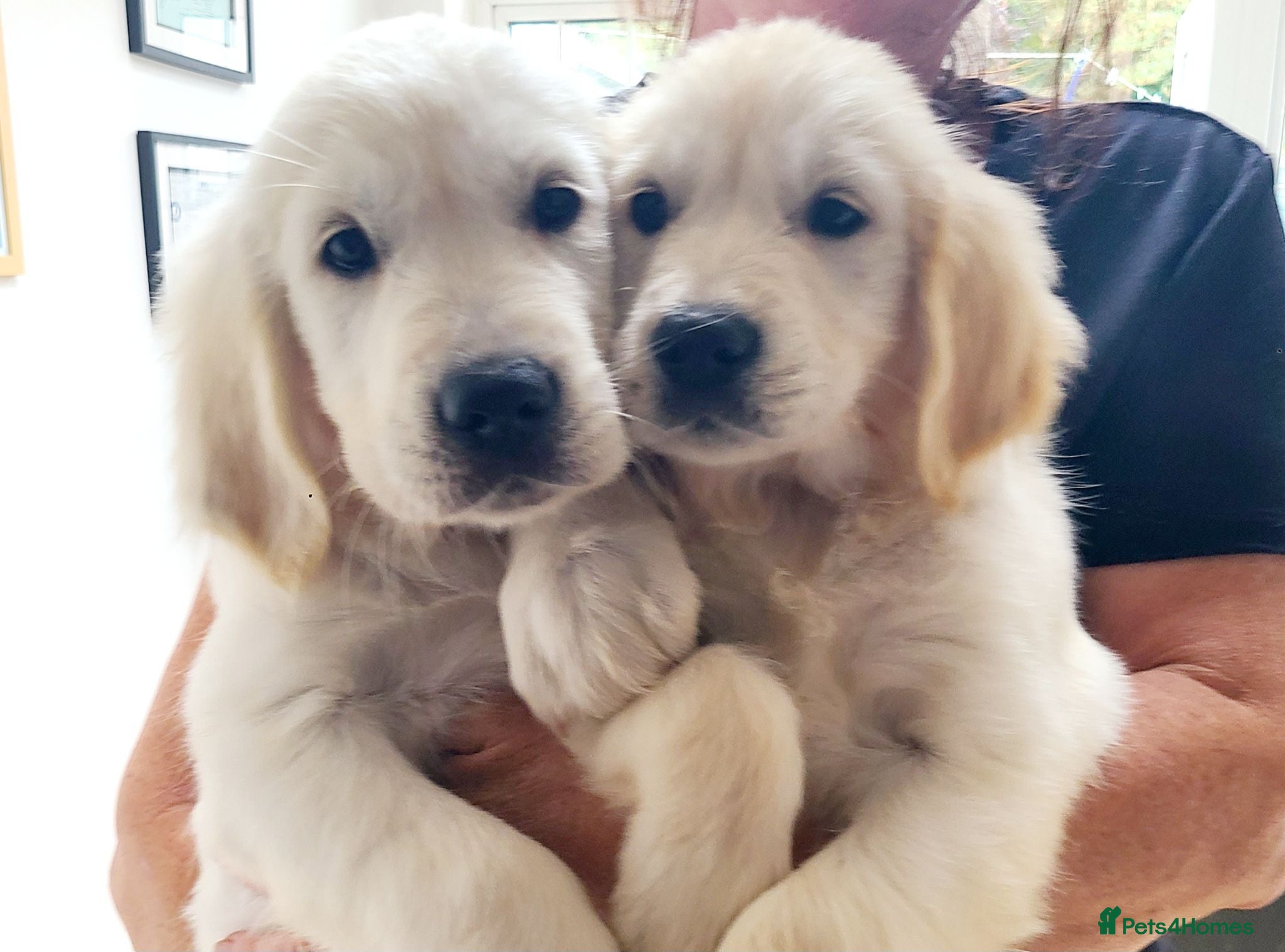Golden Retriever dogs Stunning KC registered cream golden retrievers - Advert 3