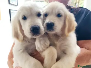 Golden Retriever dogs Stunning KC registered cream golden retrievers - Advert 3