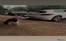 Border Collie dogs for sale: Penny  - Image 3