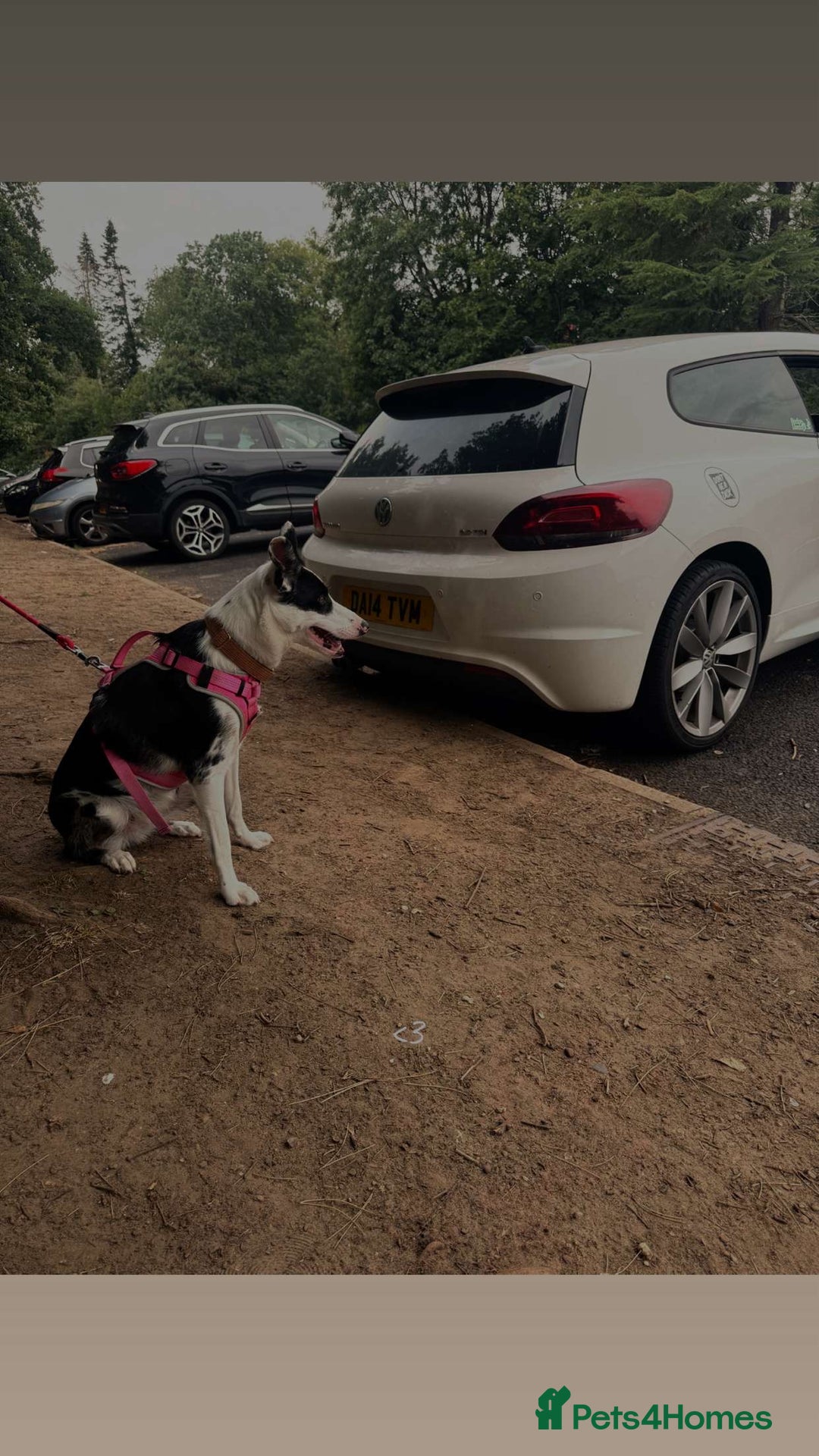 Border Collie dogs for sale: Penny  - Image 3