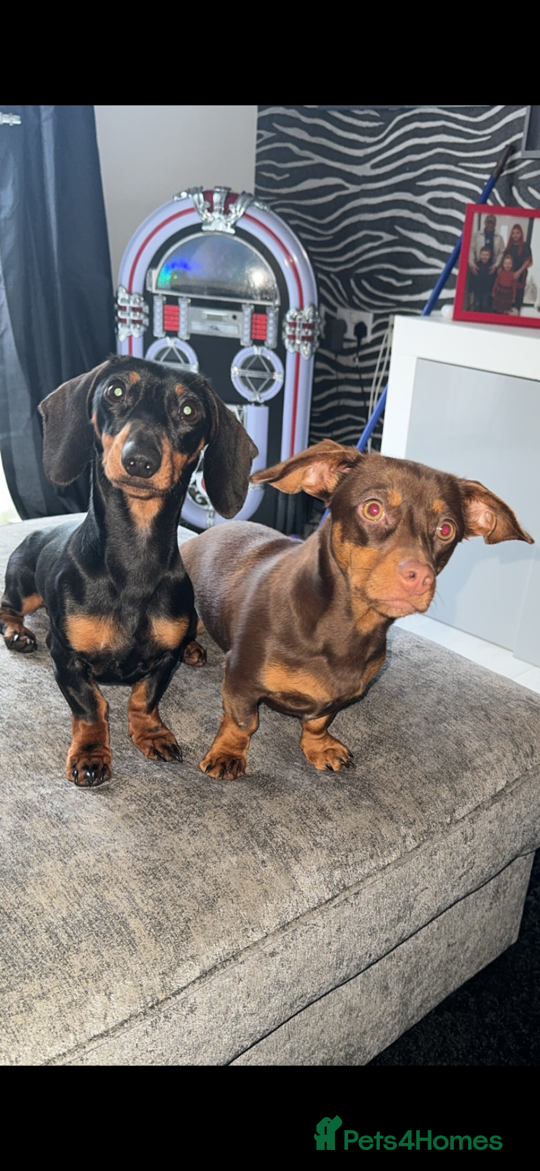 Miniature Dachshund dogs for sale: Miniature dachshund  - Advert 4