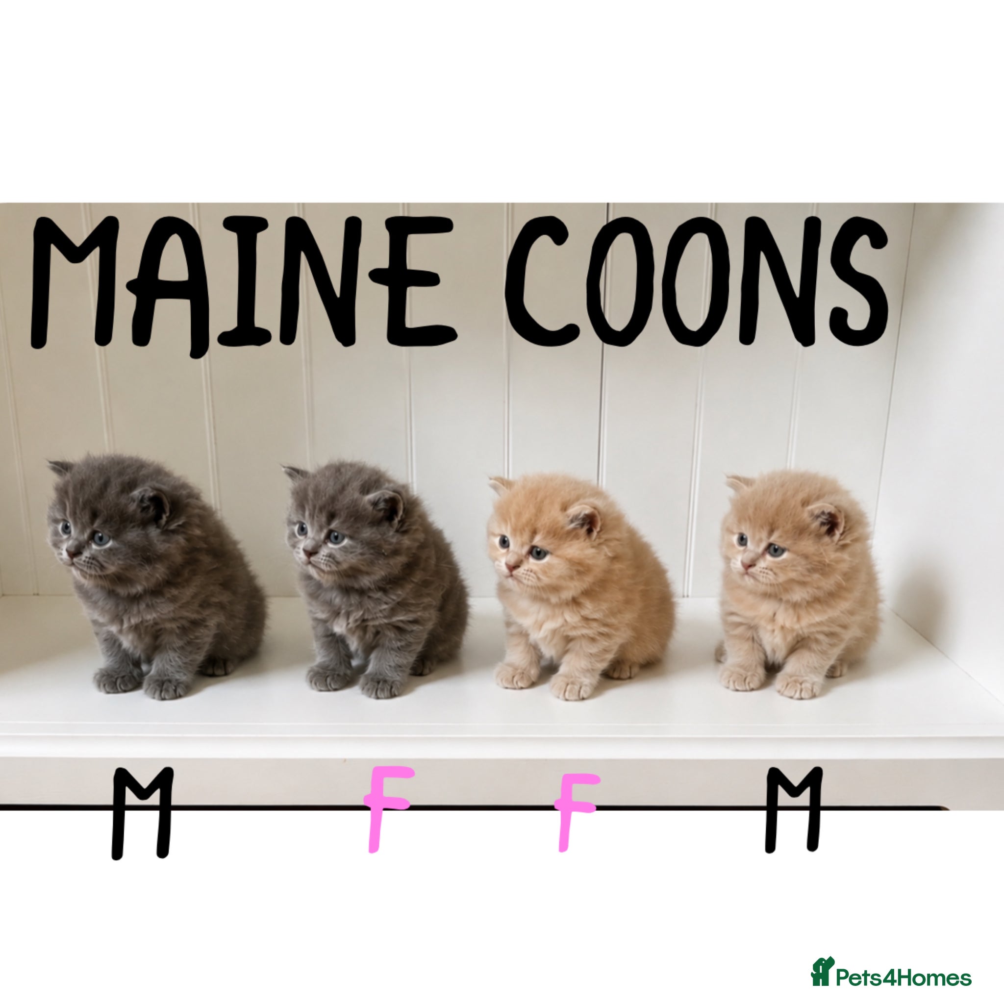Maine Coon cats £815 MAINE COON KITTENS - Advert 12